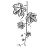 Grapevine-leaves