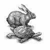 Hare-tortoise