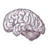 HumanBrain