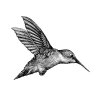 Hummingbird-detailed-version