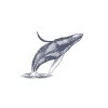 Humpback-Whale