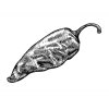 Jalapeno-pepper