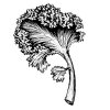 Kale