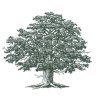 Large-Oak-Tree