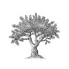 Old_Olive-Tree