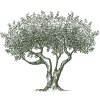 Olive-Tree-art-1