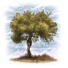 Olive_tree