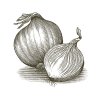 Onions-art