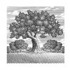 Orchard_Tree