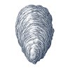 Oyster-Shell-_001