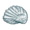Oyster-shell