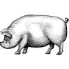 Pig-art-2
