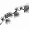 Pine_Branch-1