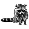 Raccoon-Art