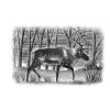 Reindeer