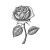 Rose-1