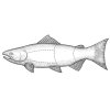 Salmon-art