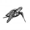 Sea-Turtle