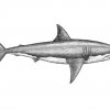 Shark-art