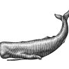 Sperm-Whale-art-2
