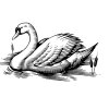 Swan-art-2