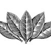 Tobacco-leaves-3