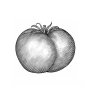 Tomato-6