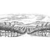 Vineyard-rows-3
