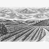 Vineyards-Stock-4