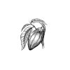 cocoa-plant