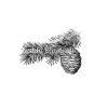 douglas-fir-branch-art
