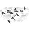 flock-of-geese