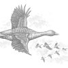 flying-goose