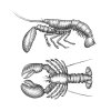 lobster-2