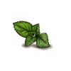 mint-leaf-positive