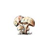 mushrooms-1