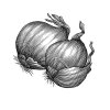 onions-art-2
