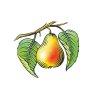 pear-woodcut