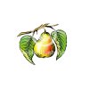 pear