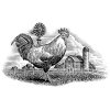 rooster-woodcut