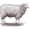sheep-art