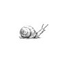 snail-icon