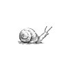snail