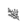 thyme