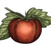 tomato-woodcut