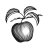 Apple-Woodcut