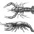 Crayfish