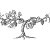 Grapevine-Tree