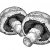Mushrooms-3