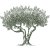 Olive-Tree-art-1